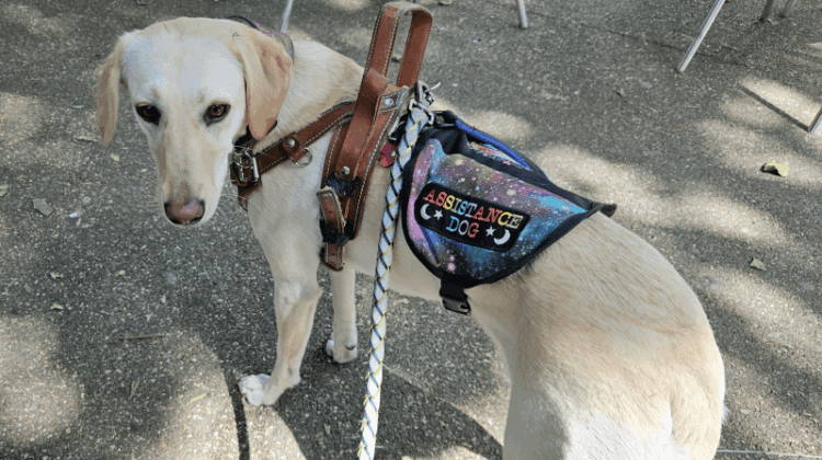 Government faces legal action after claimant is refused entry to PIP tribunal because of his assistance dog