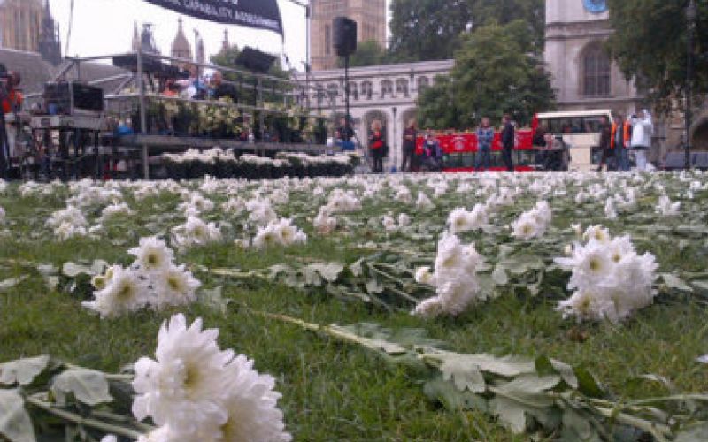 Hundreds of white flowers lying on grass